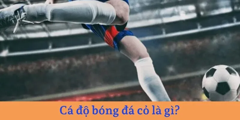 Cá độ bóng đá Red88