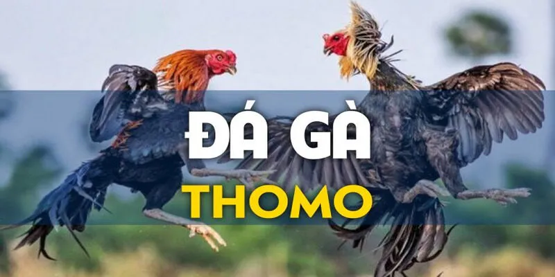 Đá Gà Thomo Red88