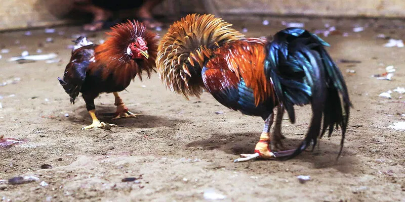 Hướng dẫn tham gia cá cược đá gà Thomo tại Red88 đơn giản, nhanh chóng.