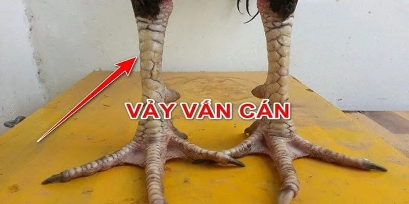 Cách nhận diện vảy gà tam tài Red88 chính xác và nhanh chóng.